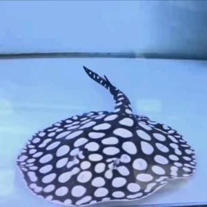 全盛龙水族批发头像