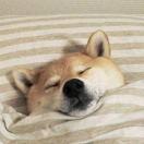 what酱的个人资料头像