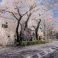 听几片井桐飞坠头像