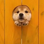 张闫的个人资料头像