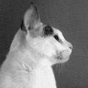 Sonar的个人资料头像