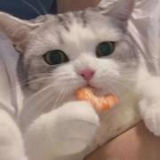 小影鸭的个人资料头像