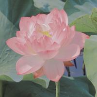 你可以喊我荷花头像