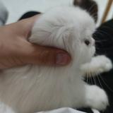 小虎4190头像