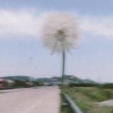 皮皮Pz头像