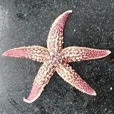 我要吃海鲜头像