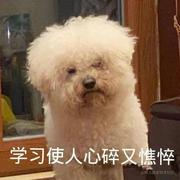 咸鱼猿的个人资料头像