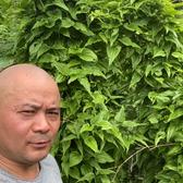 简单光束Zv头像
