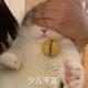 汪汪队立大功795 · 零跑C11车主·车龄1年头像