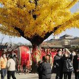 最美不过初见2015头像