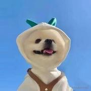 好大一只猪的个人资料头像