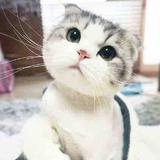 胡9筒头像