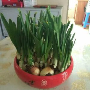 老三的深漂生活头像