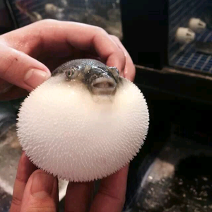 三只羊烧烤海鲜大排档头像