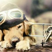 最可爱的人的个人资料头像