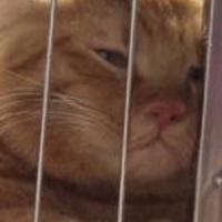 智者弗雷德5T头像