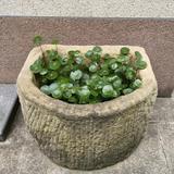 铜钱草头像