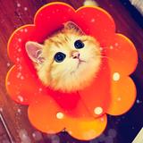 九九大王丶头像