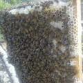白石山蜜蜂哥蜂巢原蜜头像