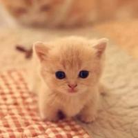 灰灰比小龙子头像