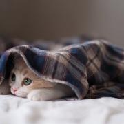 浅陌记忆的个人资料头像