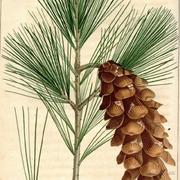 初生牛犊不怕苦的个人资料头像