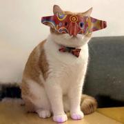 写代码的拖拉机的个人资料头像