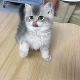 都匀老铁猫舍头像