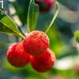 苗洪山头像