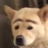 1梁山伯与猪硬来头像