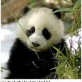 熊猫宝宝小超人头像