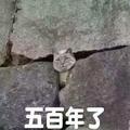 日久必生情撒头像