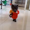 乘风破浪的小猫VO头像