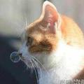 若水159038757头像