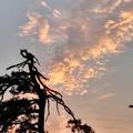 阶级2头像