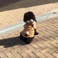 刘小胖170209689头像