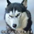 大白115329436头像