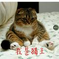 猫41766781头像