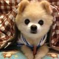 浪子谈言情 · 科鲁泽车主·车龄4年头像