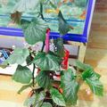 老朱头13头像