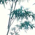 积极的西柚7S1头像
