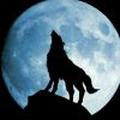 月夜狼舞头像