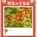 Mjh95826226头像