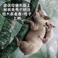 小猪爬树2头像