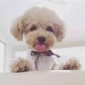 小瓷6头像