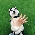 Guosolid头像