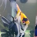 夏天181862819头像