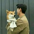 你这只猪6头像