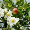 山茶油17头像