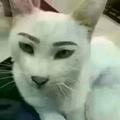 画了眉毛的猫头像